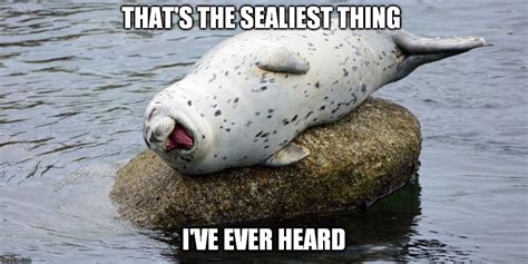 funny seal memes|seal laughing meme.